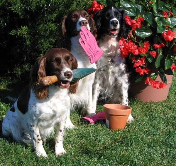 Image result for dogs gardening