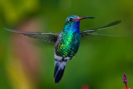 Broad-billed-hummingbird-by-lazer29.jpg