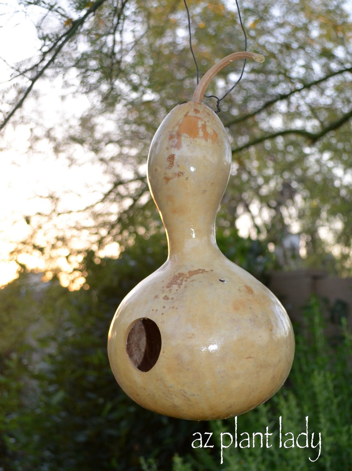 Grow' Your Own Gourd Bird House - Birds and Blooms