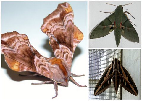 sphinx moths spectacular