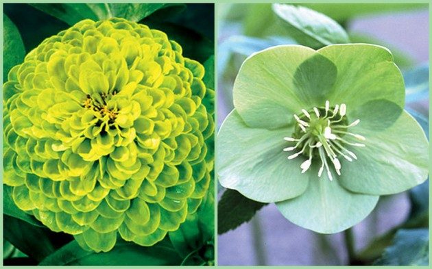 Rare And Beautiful Green Flowered Plants Birds And Blooms