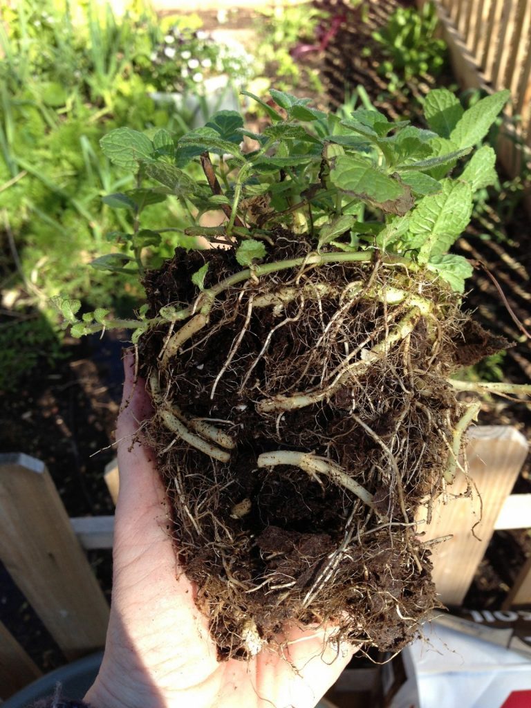 Too Many Roots? How to Fix Root Bound Plants - Birds and Blooms