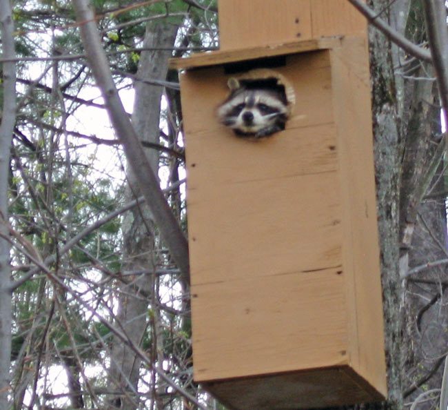 Friday Fun Photo: Raccoon in Owl Box - Birds and Blooms