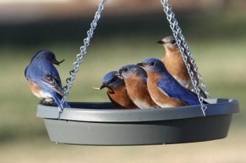 attracting bluebirds