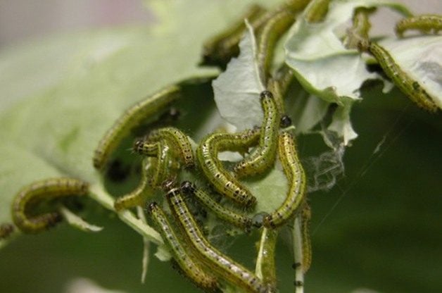 Controlling Caterpillars As Garden Insect Pests Birds And Blooms