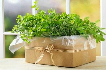 Gardening Gardening Basics Cardboard Gardening