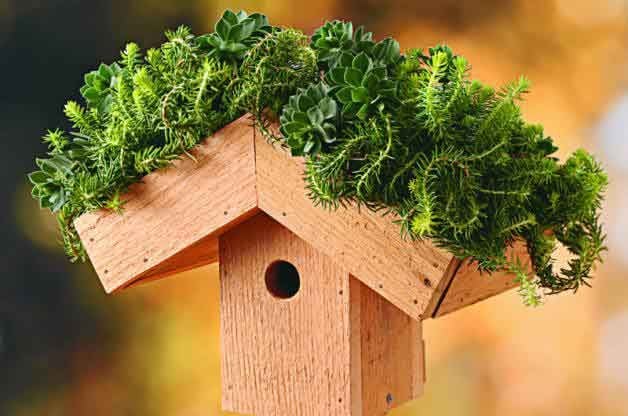 Green Roof DIY Birdhouse | Backyard Projects - Birds and Blooms