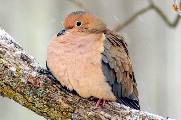 http://www.birdsandblooms.com/wp-content/uploads/2013/09/Mourning-Dove-models.jpg
