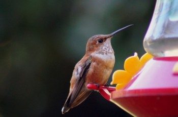 Attracting hummingbirds