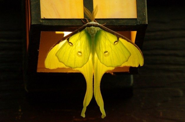 Resultado de imagem para luna moth attracted to light