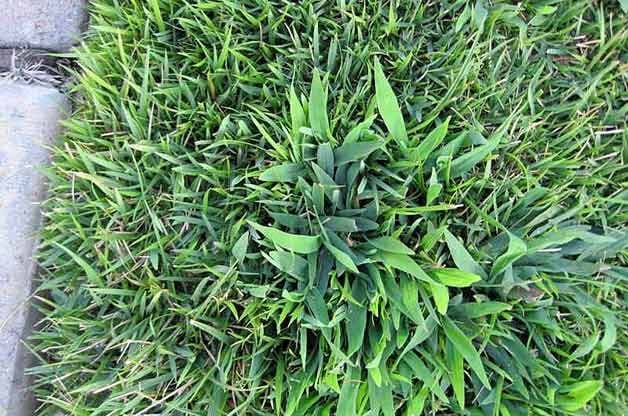 How do you identify a weed in your yard?