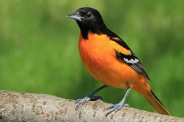 Image result for pictures of orioles missouri