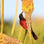How to Attract Orioles | Attracting Birds - Birds & Blooms