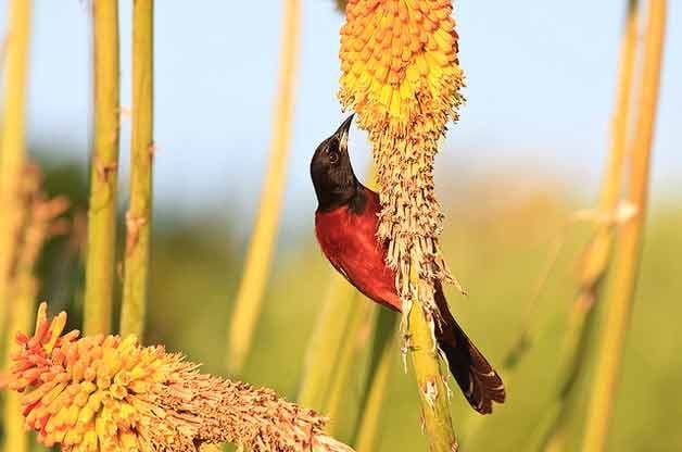 How to Attract Orioles | Attracting Birds - Birds & Blooms