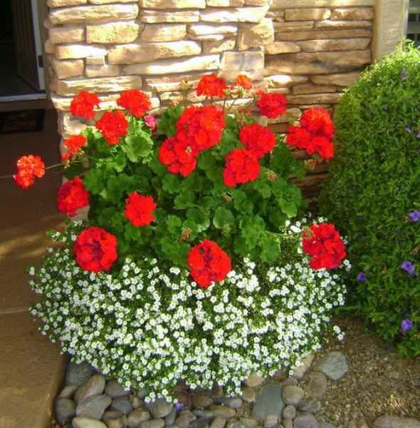 Plant Geraniums Containers bacopa and geraniums are best container plants