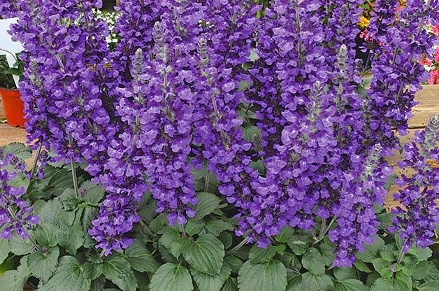 Tall Purple Annual Flowers - The Home Garden