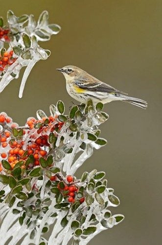 What are the most common North American birds?