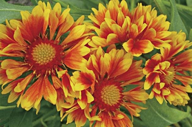 Heat Tolerant Plants Blanketflower Proven Winners