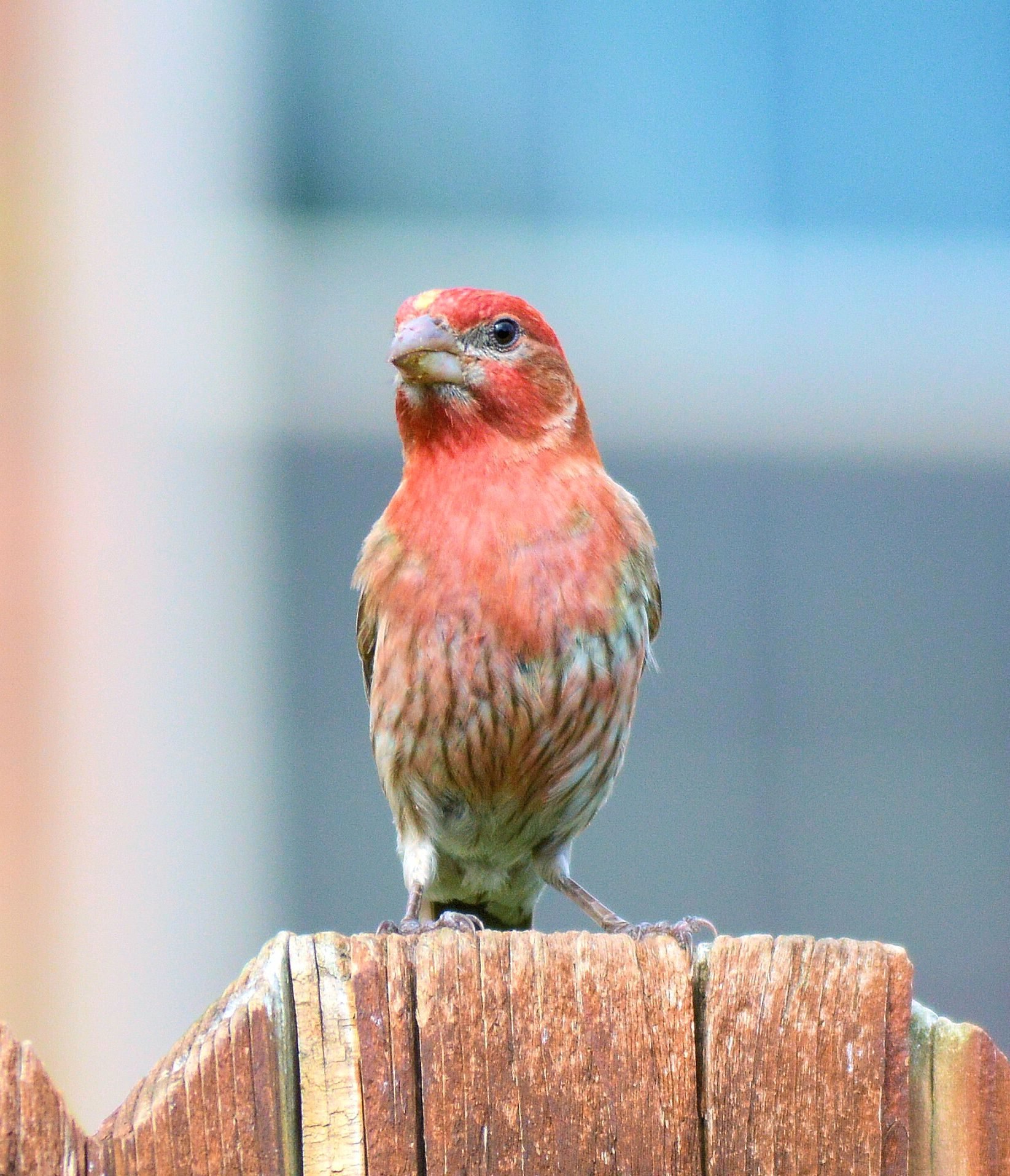 Handsome male House Finch - Birds and Blooms