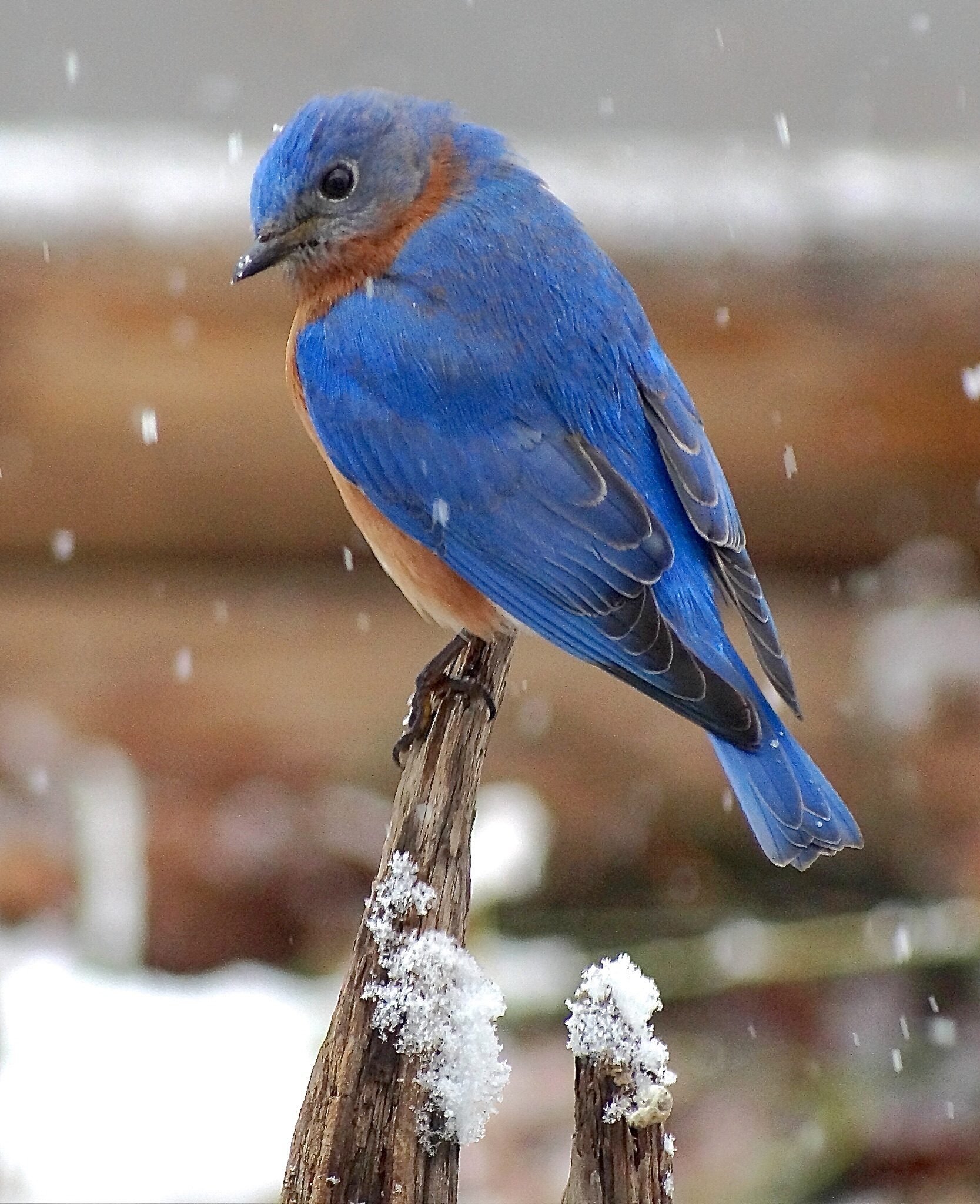 Bluebird in snow Birds and Blooms