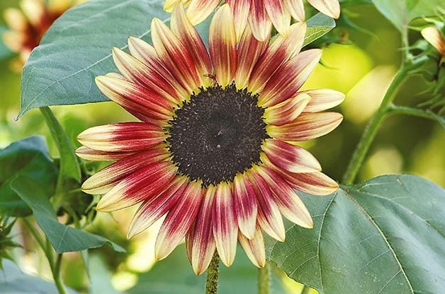 Image result for strawberry blonde sunflower