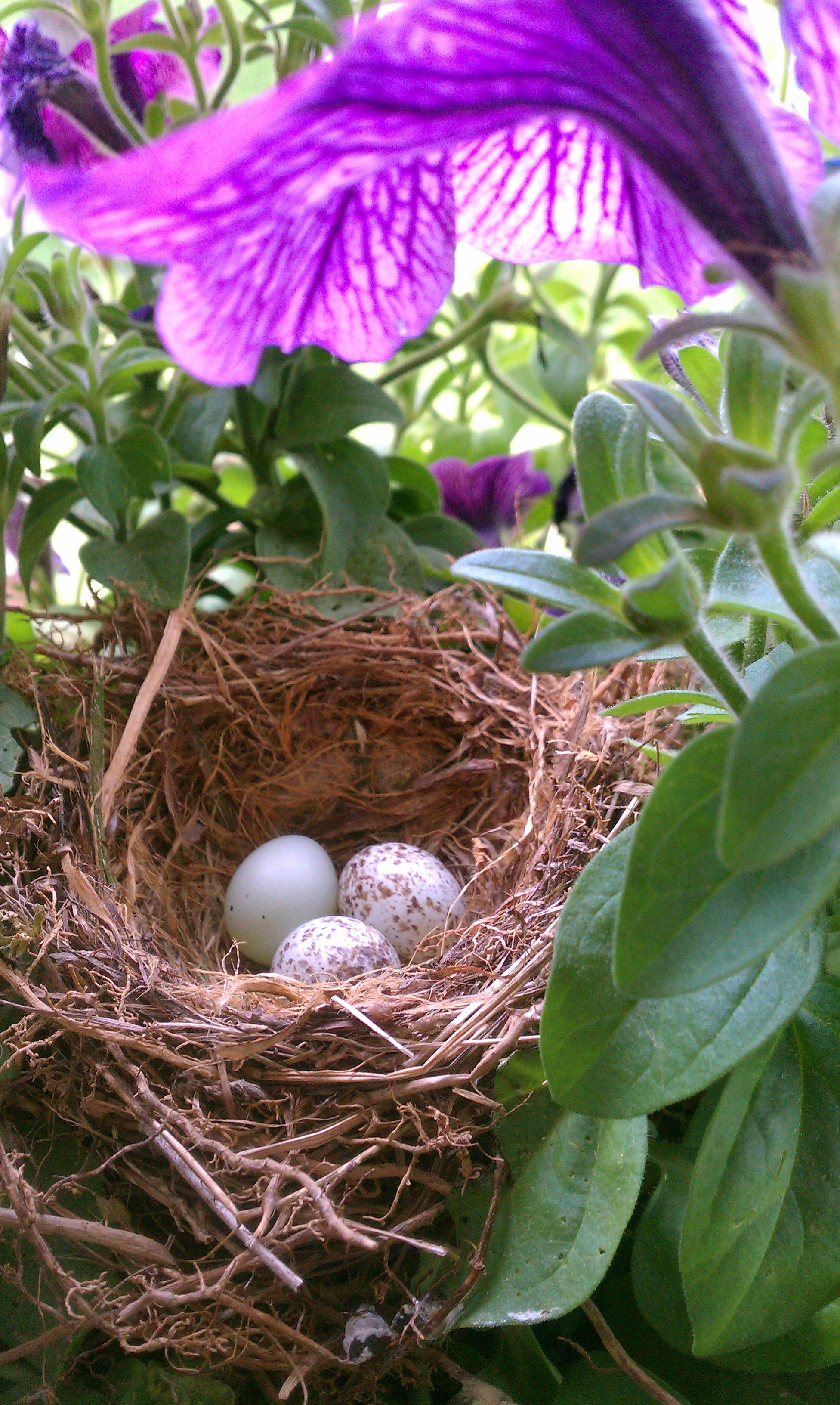 Sparrow nest in a hanging flower basket Birds and Blooms