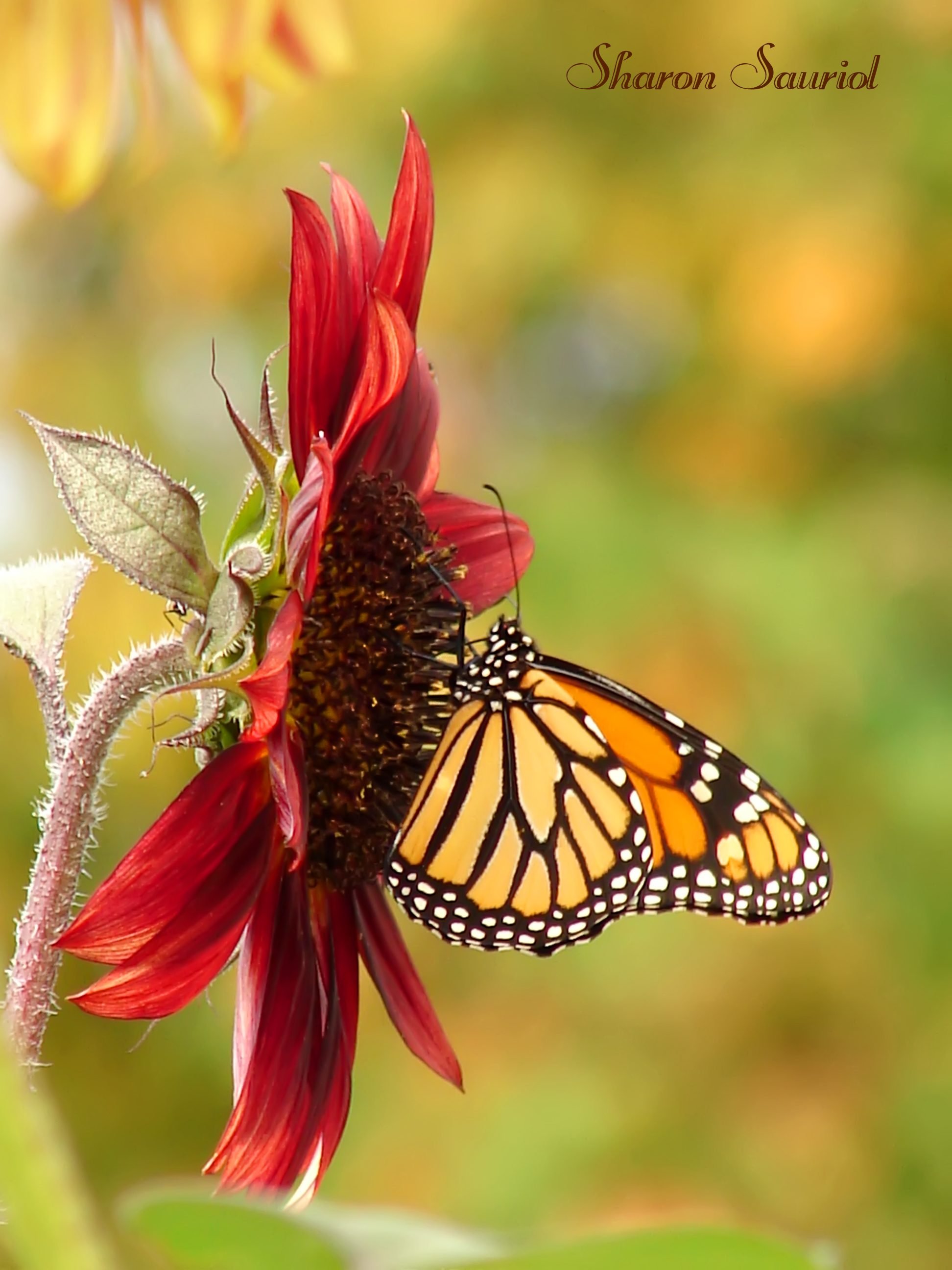 Monarch Butterfly - Birds and Blooms