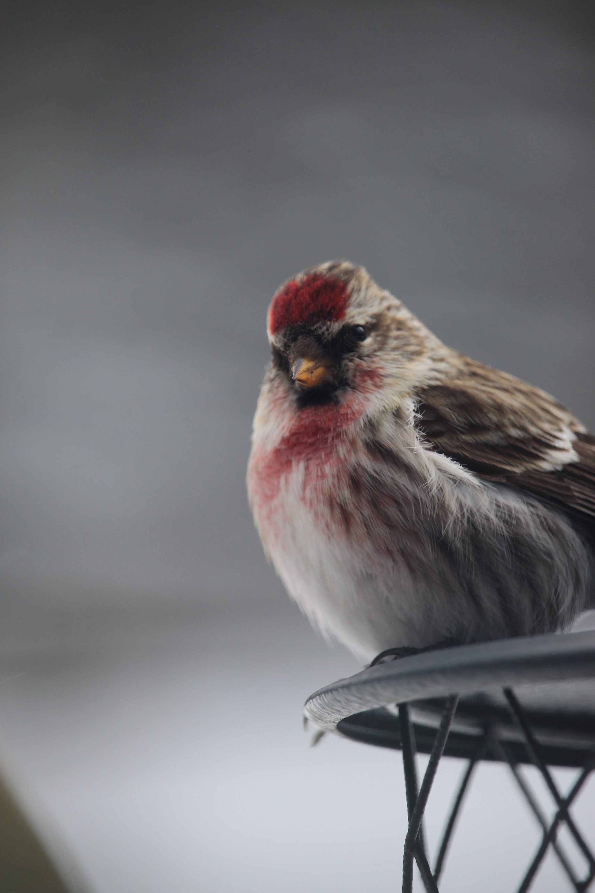 Common redpoll Birds and Blooms