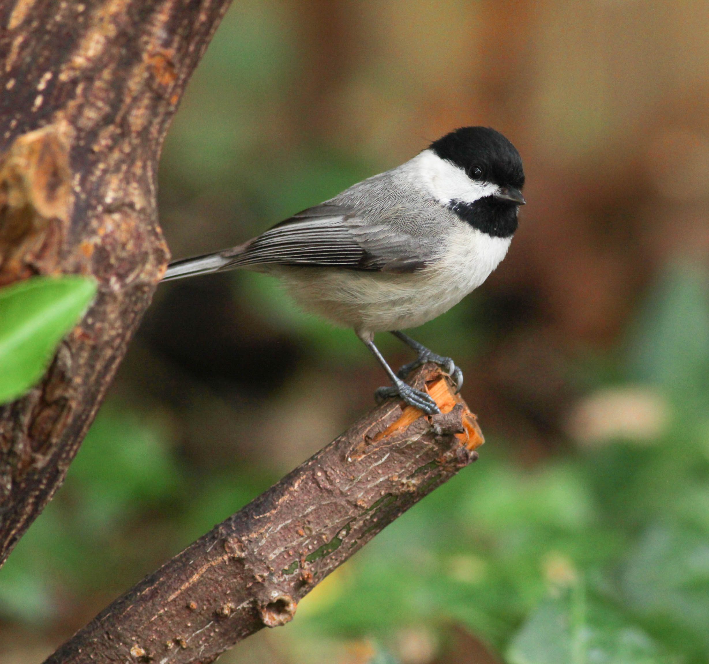 Black Capped Chickadee Birds and Blooms