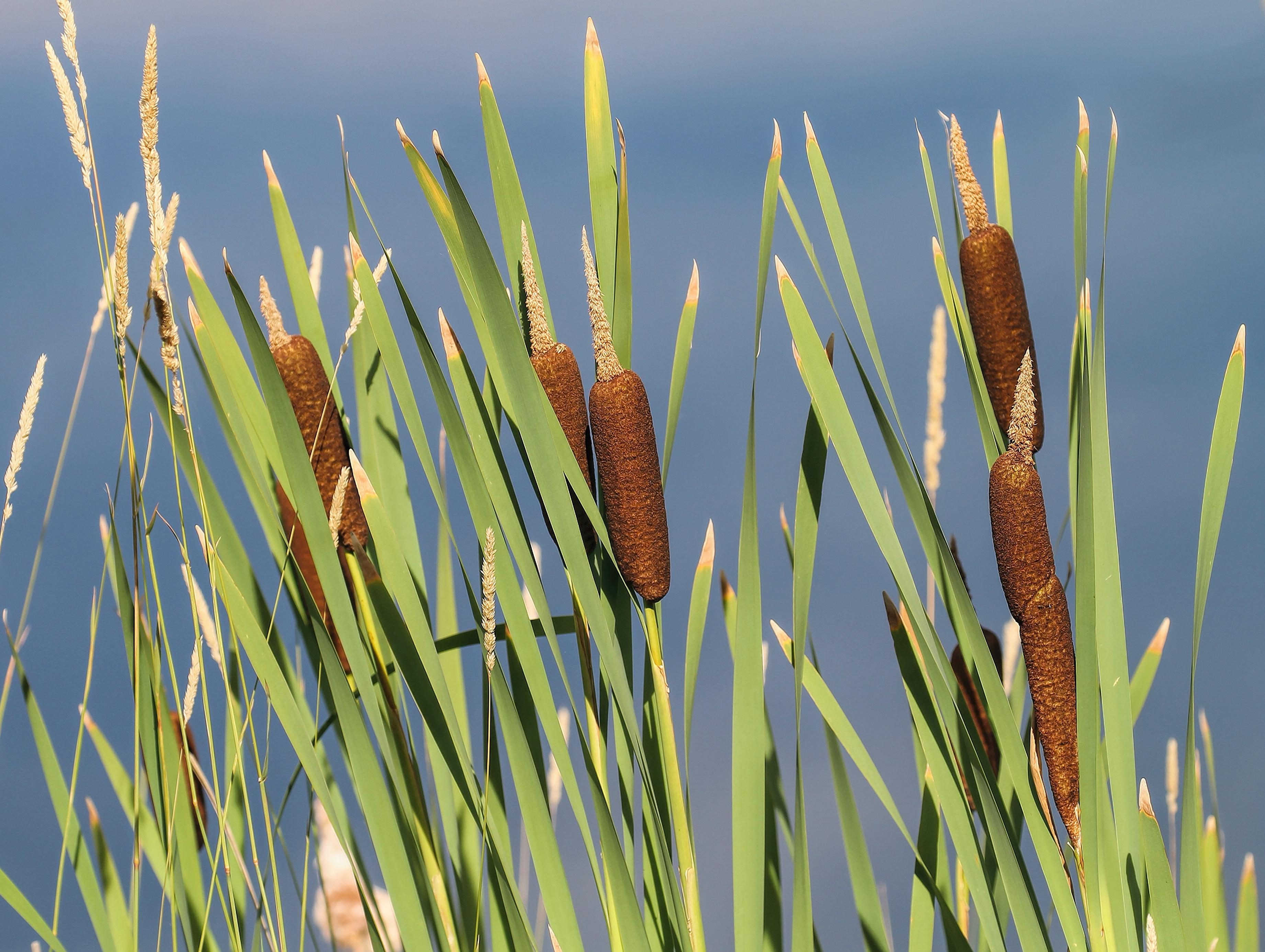 Cattails Birds and Blooms