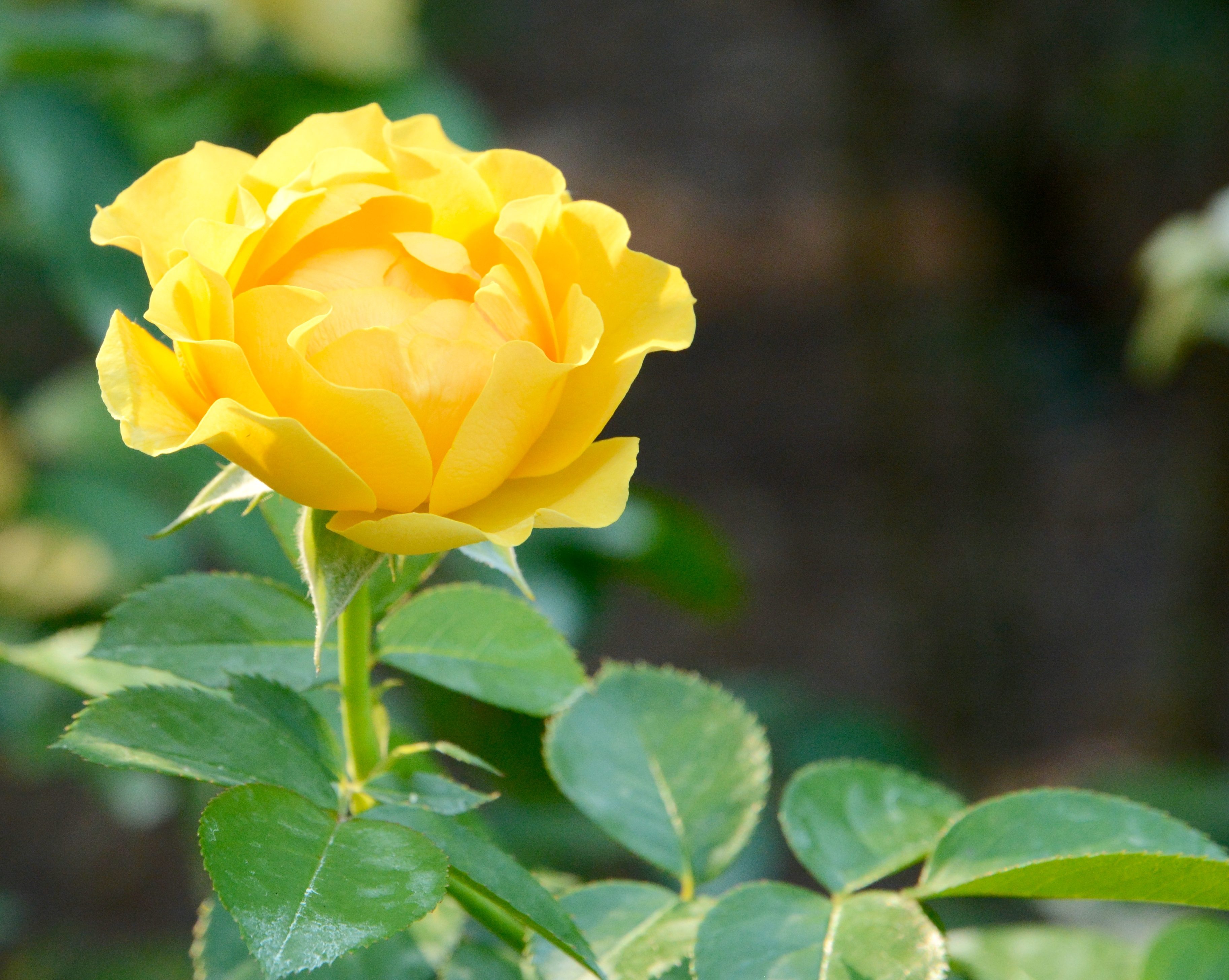 Beautiful Yellow Rose - Birds and Blooms