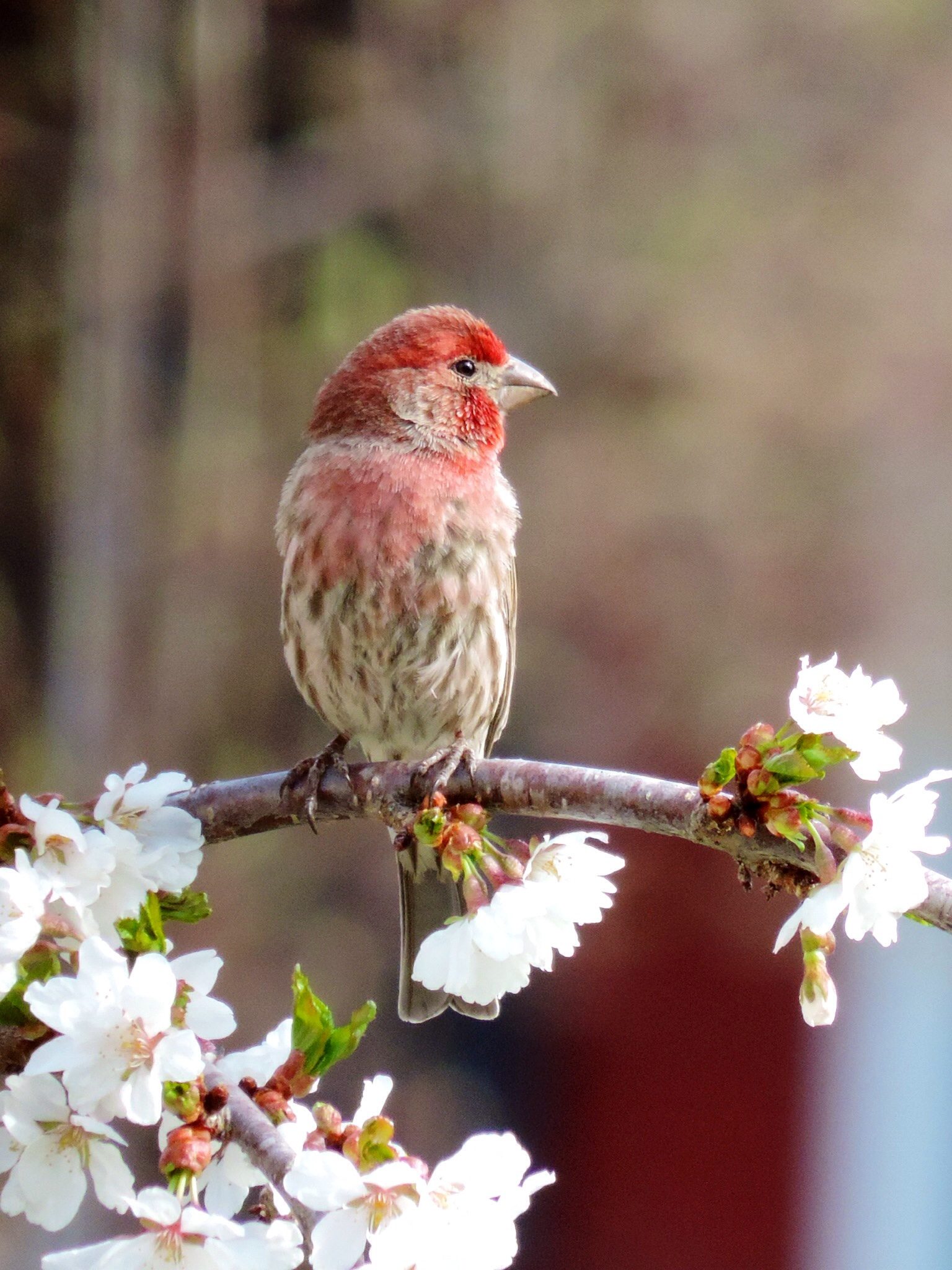 House Finch - Birds and Blooms