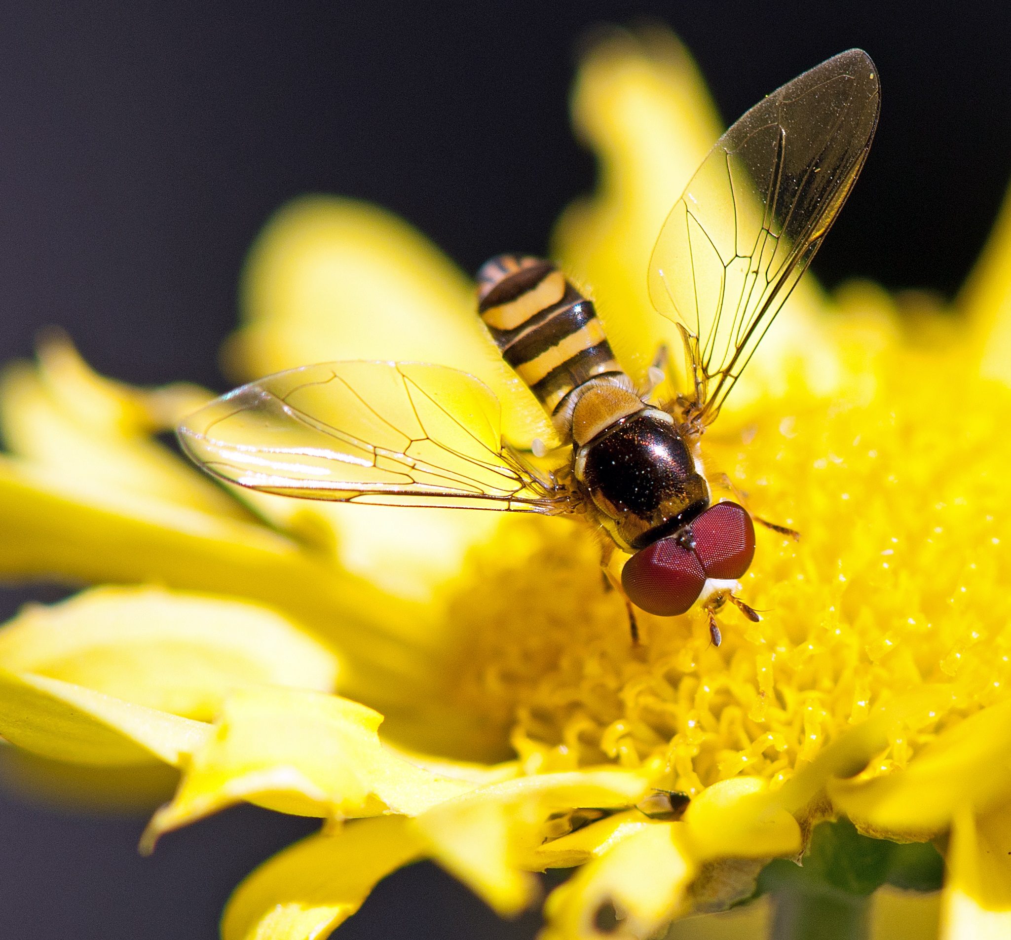 Hover Fly Birds and Blooms