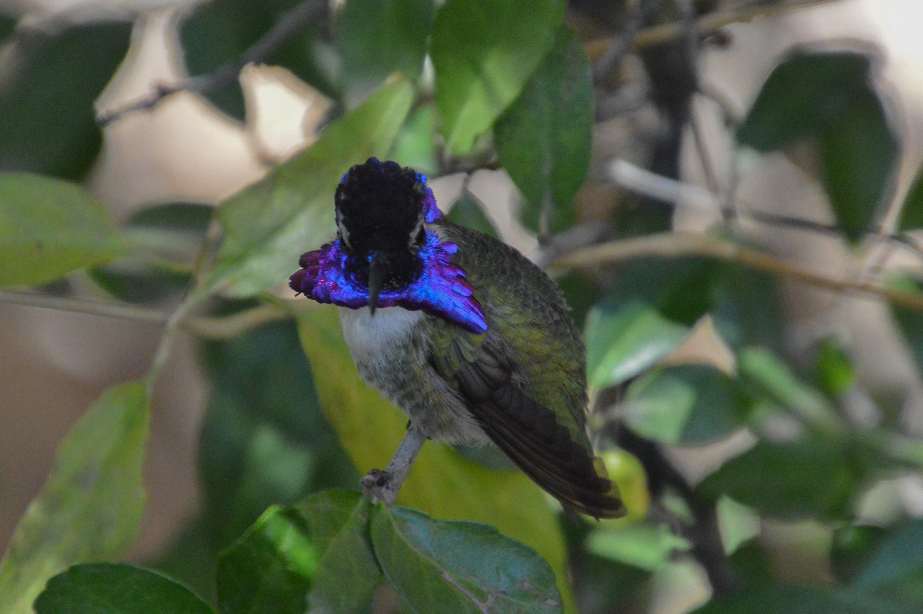 A Male Costa's Hummingbird's Courtship Display Birds and