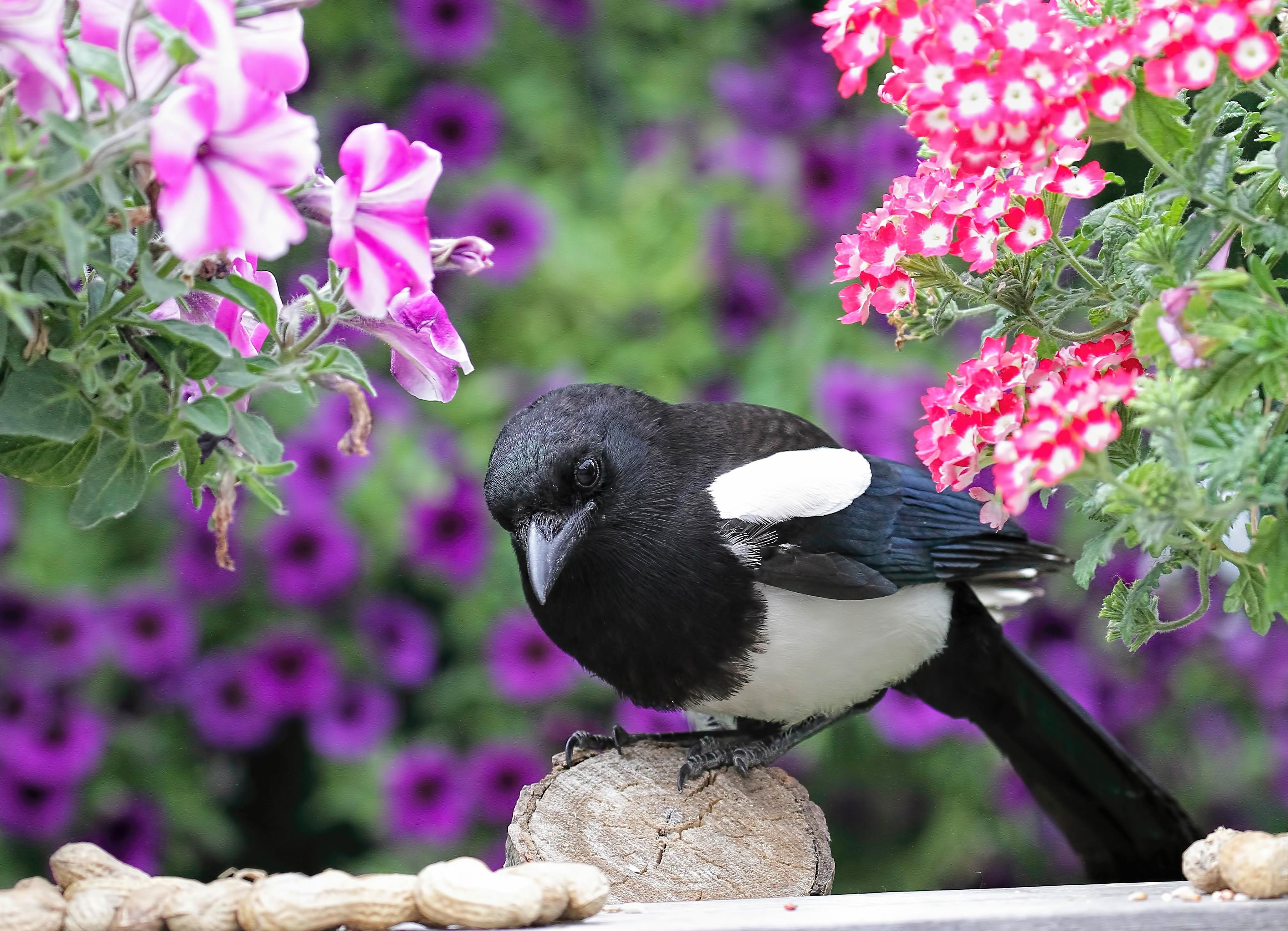 Magpie Birds and Blooms