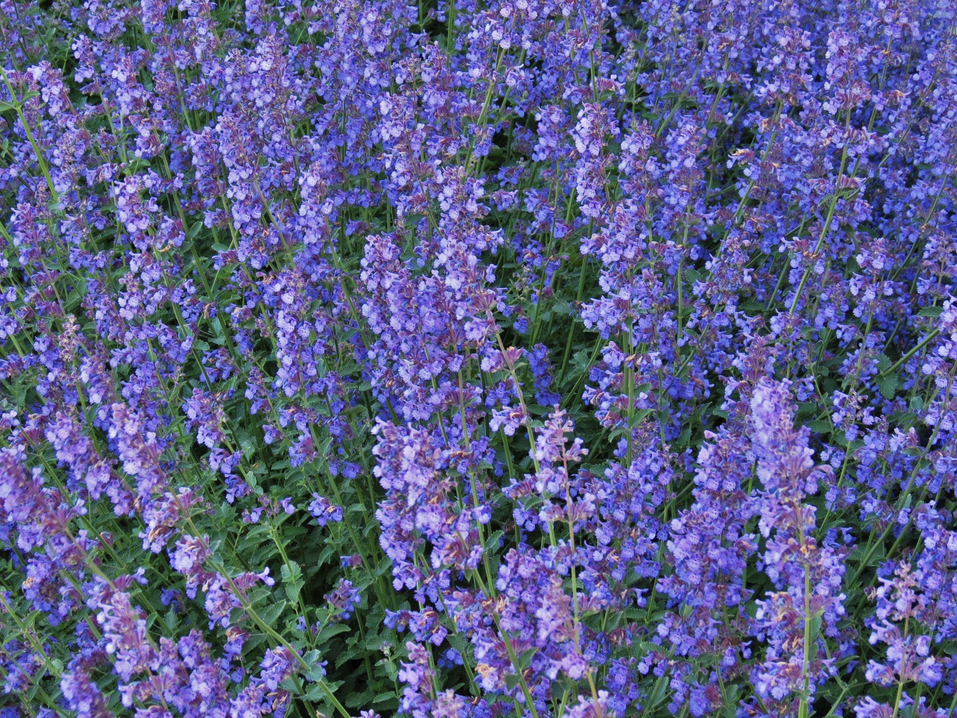 Catmint Birds and Blooms