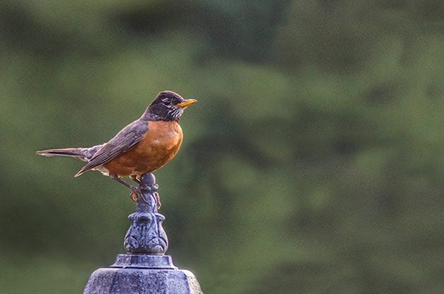5 Ways to Create a Bird-Safe Backyard - Birds and Blooms
