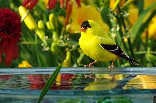 15 Common Backyard Birds to Know | Birding Basics
