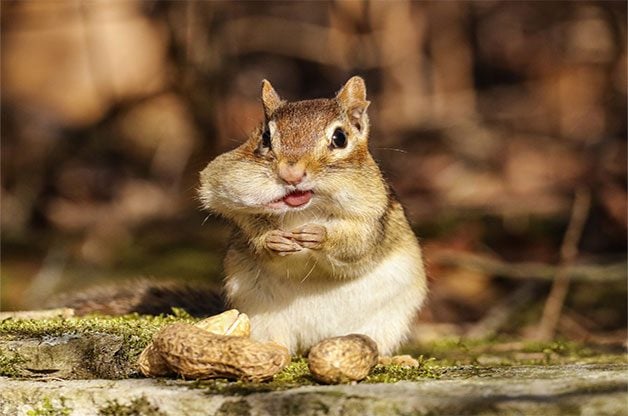 A chipmunk stuffs a huge peanut in its mouth.