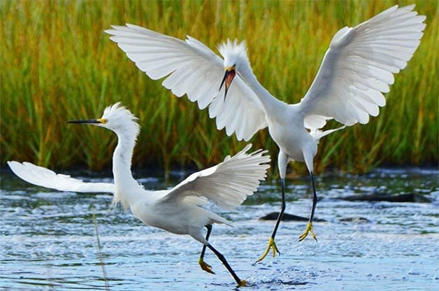 Two snowy egrets chase each other.