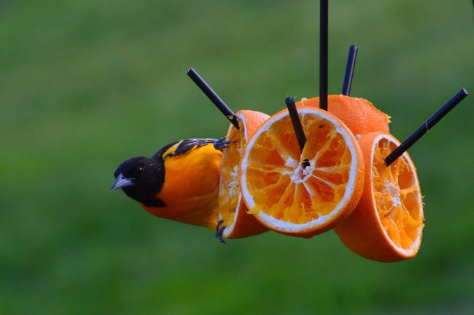 feeding orioles oranges and grape jelly