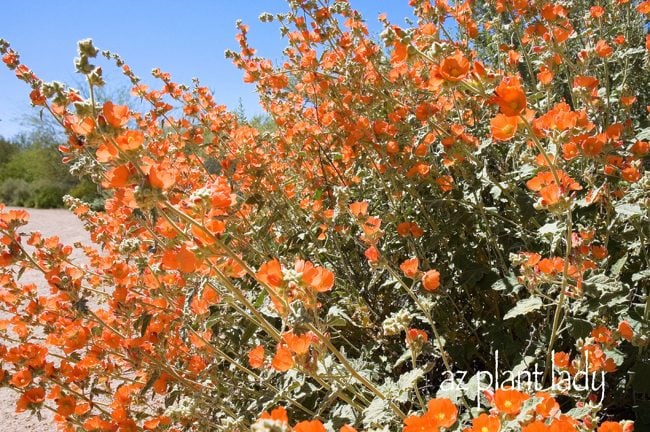 Orange Flowers of Globe Mallow