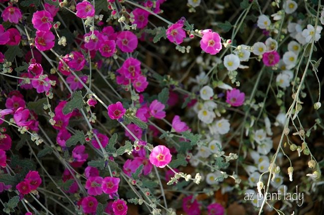 Pink and White Globe Mallow Flowers