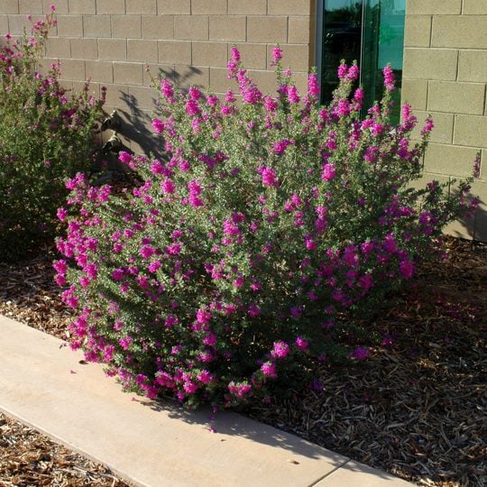 full sun desert plants 'Green Cloud' Texas Sage