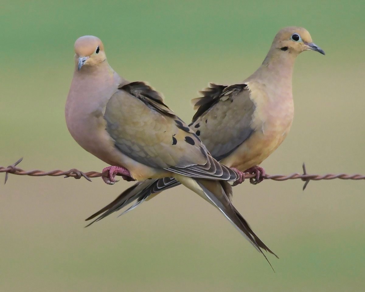 13 Fascinating Facts about Mourning Doves | Birds & Blooms
