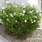 Overgrown Rose Bush Pruning Tips for Gardeners
