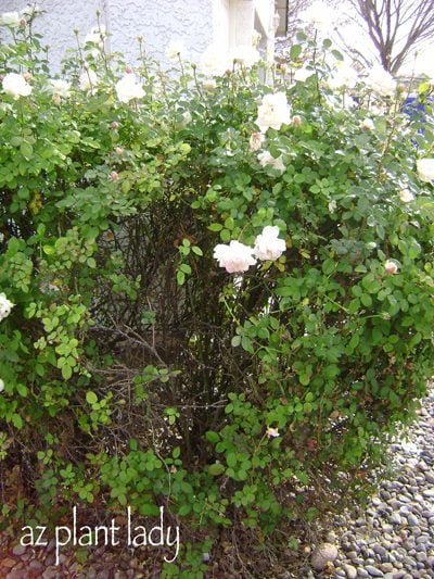 overgrown rose bush