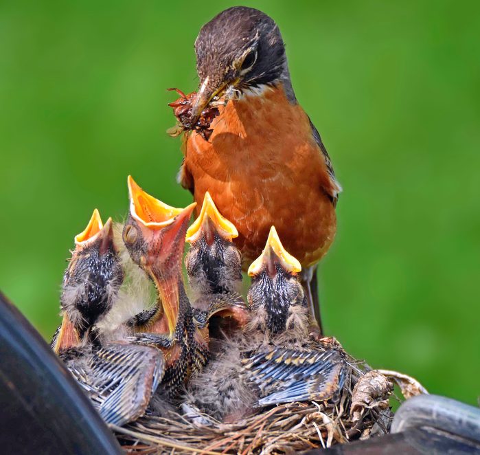 robin nest with nestlings