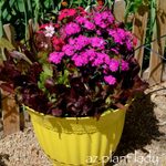 Companion Flowers for Vegetables to Grow in Containers