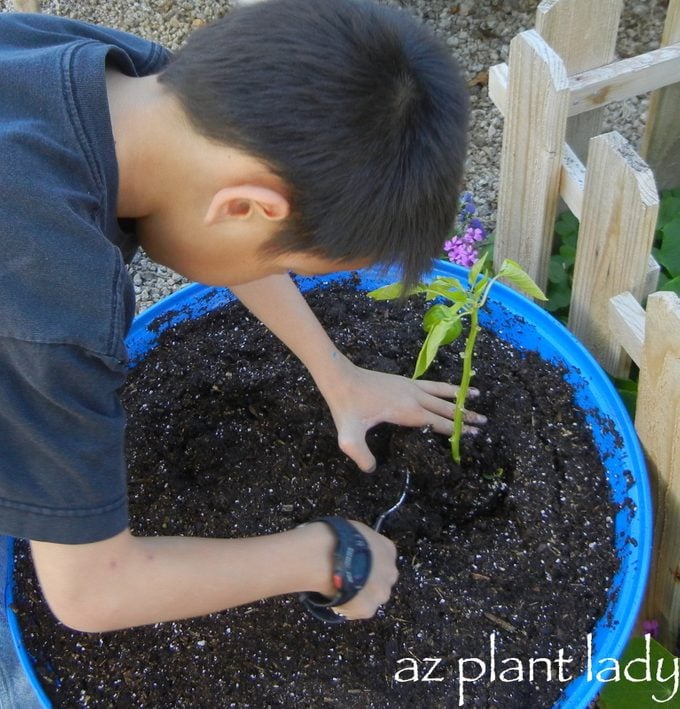planting peppers